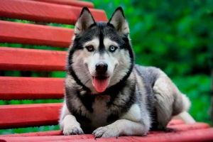 Kako se brinuti za husky u stanu i privatnoj kući? Kako se brinuti za husky u stanu i privatnoj kući?